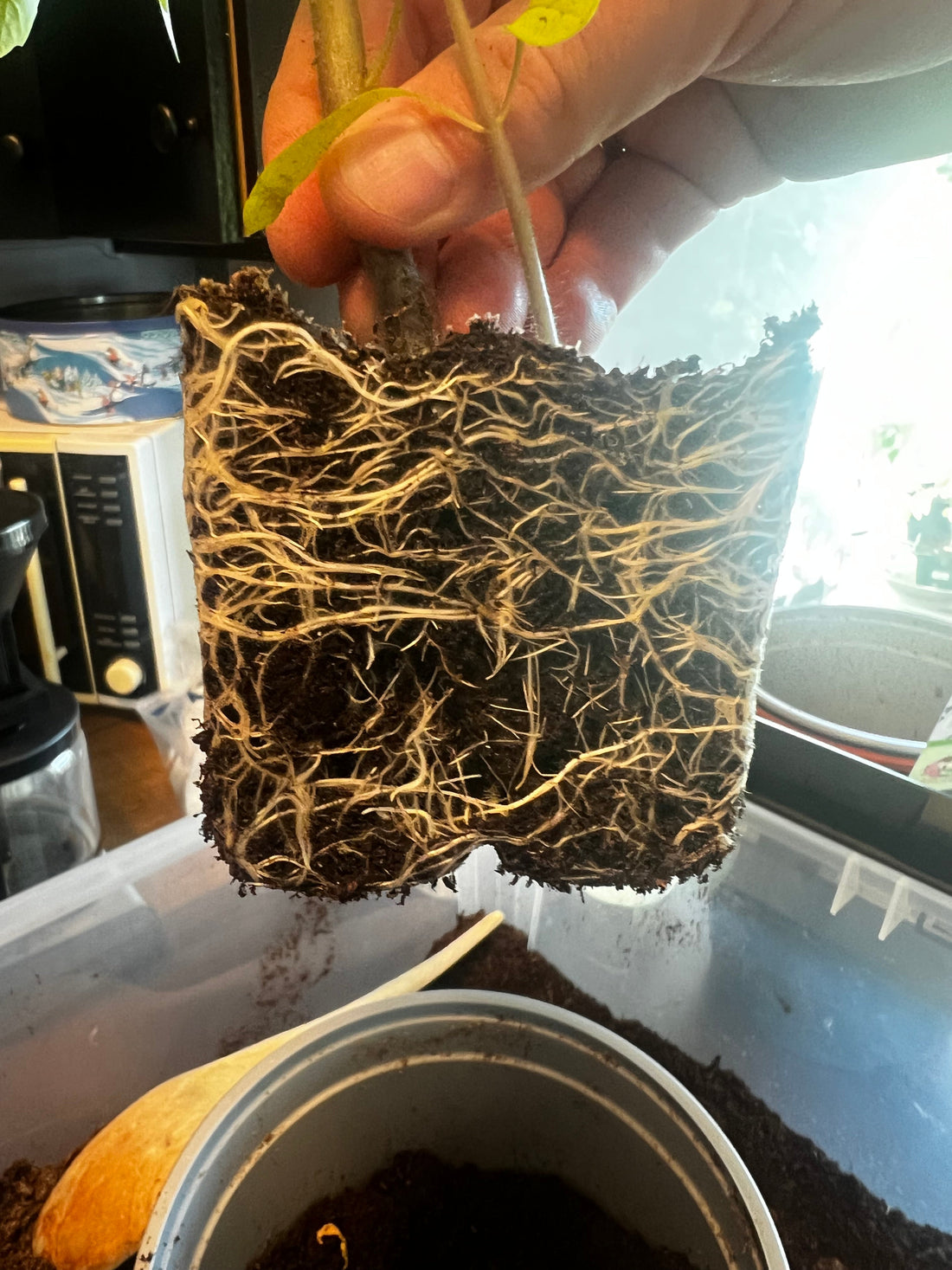 Hva er en biostimulant – og hva gjør den for plantene?
