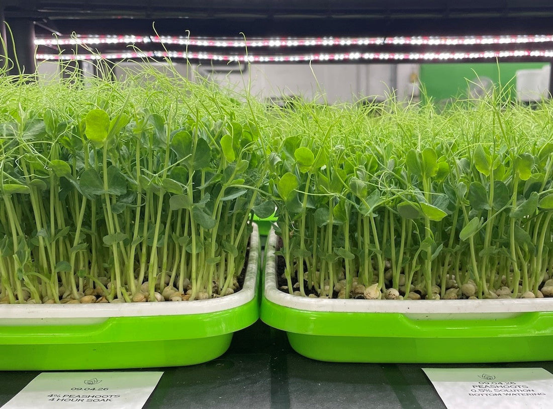 Slik bruker du SeaFertil – enkel guide for hage og planter