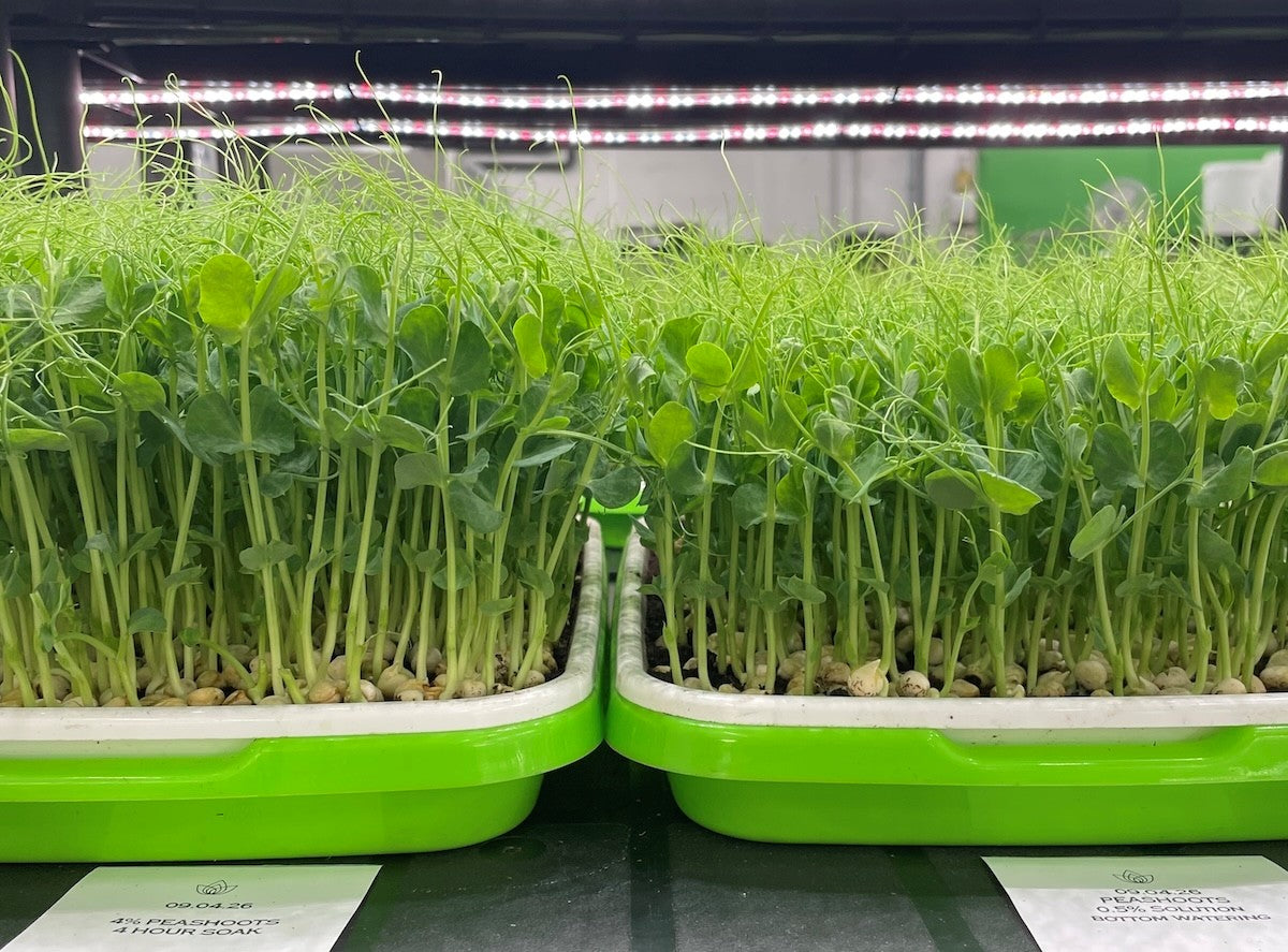 Slik bruker du SeaFertil – enkel guide for hage og planter